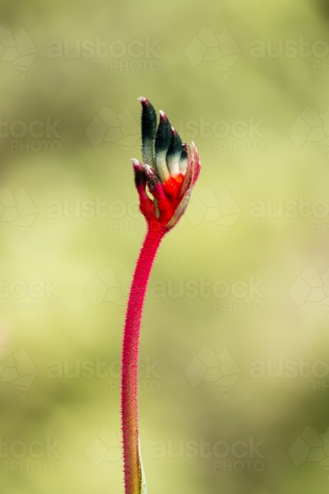 Black kangaroo paw flower up close with blurred background - Australian Stock Image