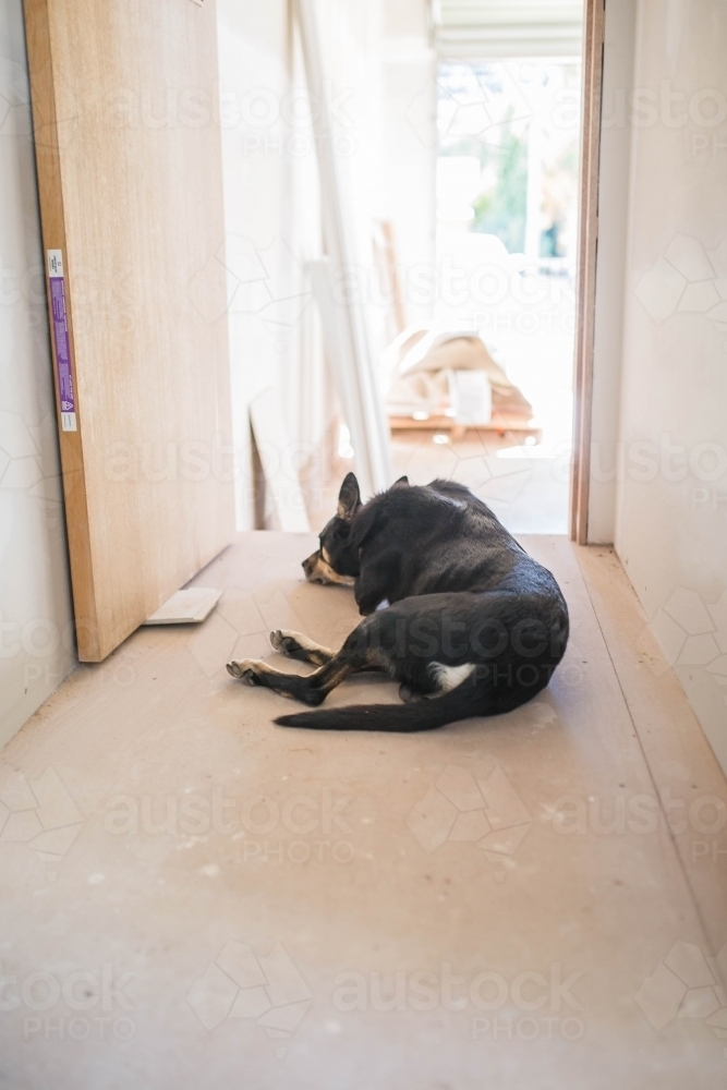 Black kelpie dog sleeping in open doorway of house building - Australian Stock Image