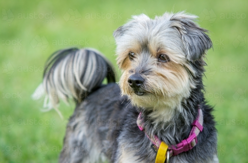 Black puppy playing on green grass - Australian Stock Image