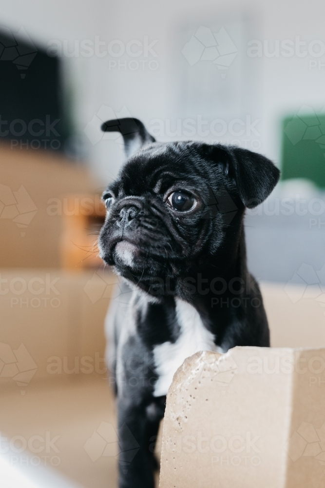 Black puppy standing inside a cardboard box - Australian Stock Image