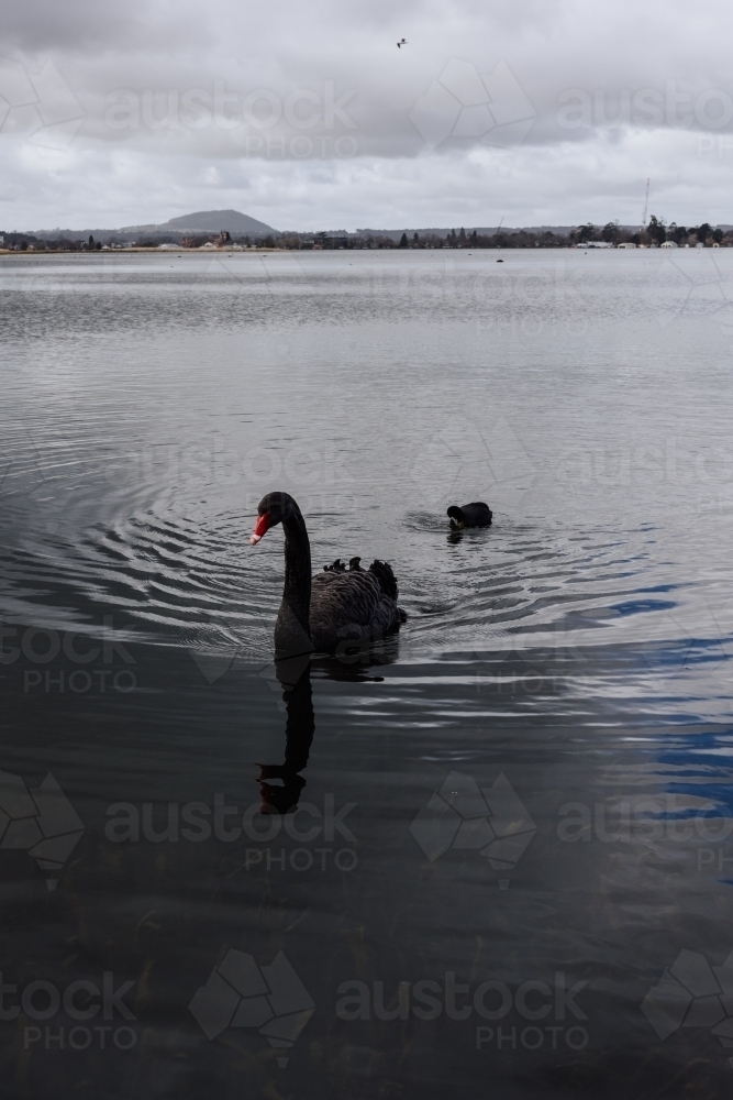 Black Swan on Lake Wendouree - Australian Stock Image