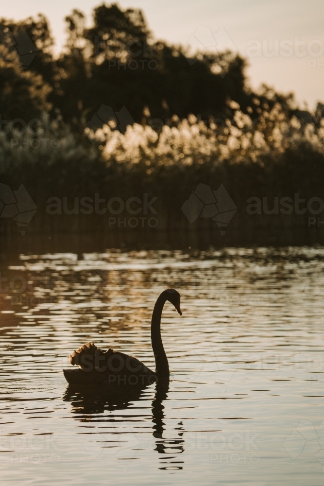 Black Swan Silhouette - Australian Stock Image