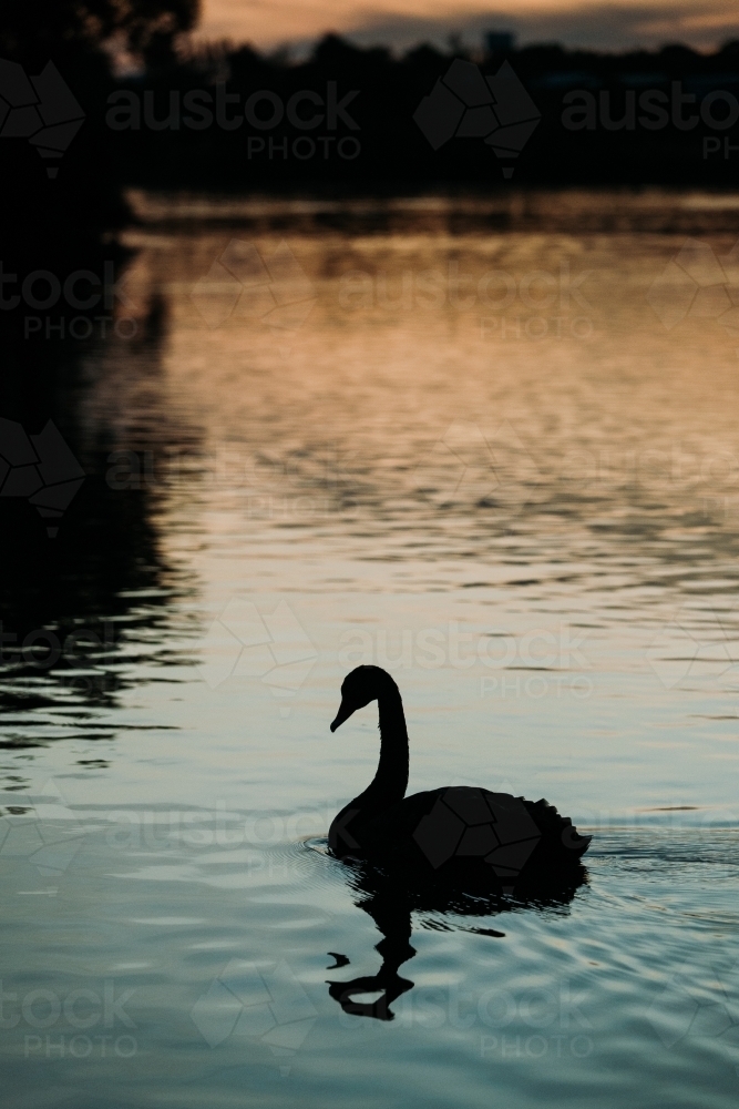 Black Swan Silhouette - Australian Stock Image