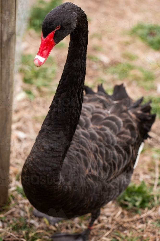 black swan standing - Australian Stock Image