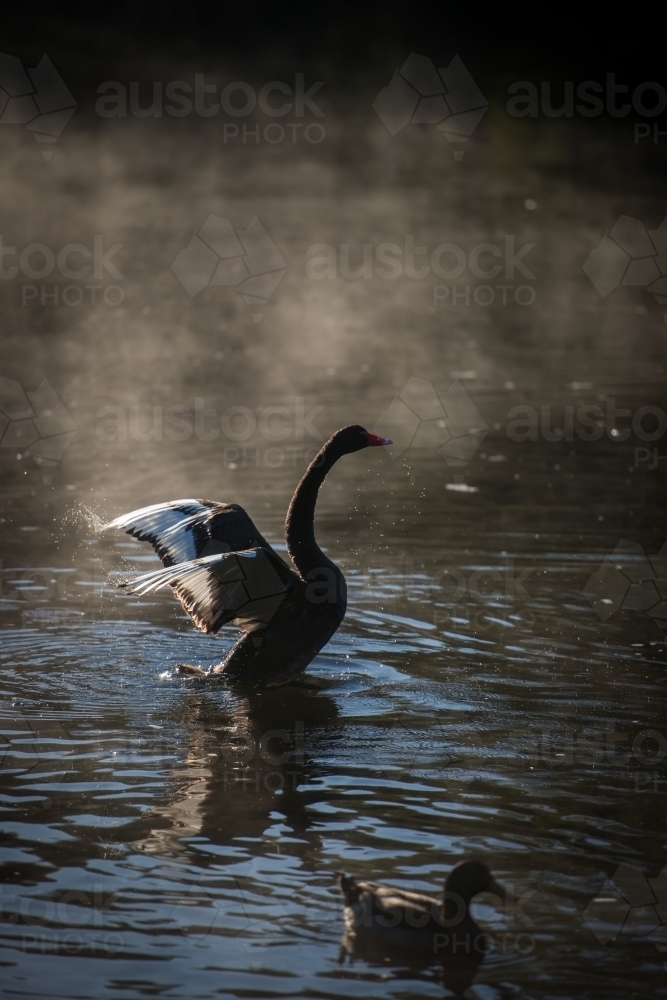 Black swan stretching wings on river water with early morning mist - Australian Stock Image