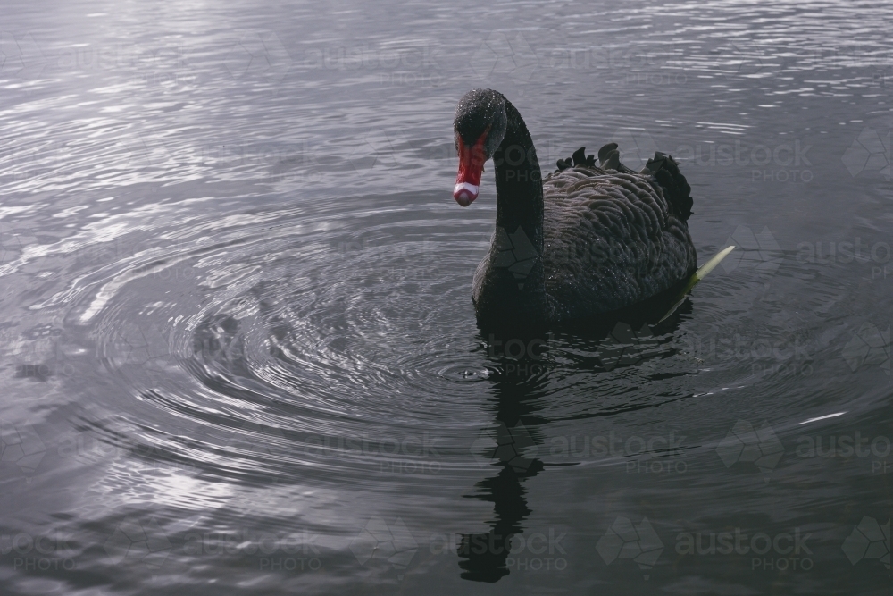 Black Swan Swimming on Lake Wendouree - Australian Stock Image