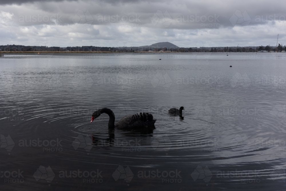 Black Swans on Winter Lake - Australian Stock Image