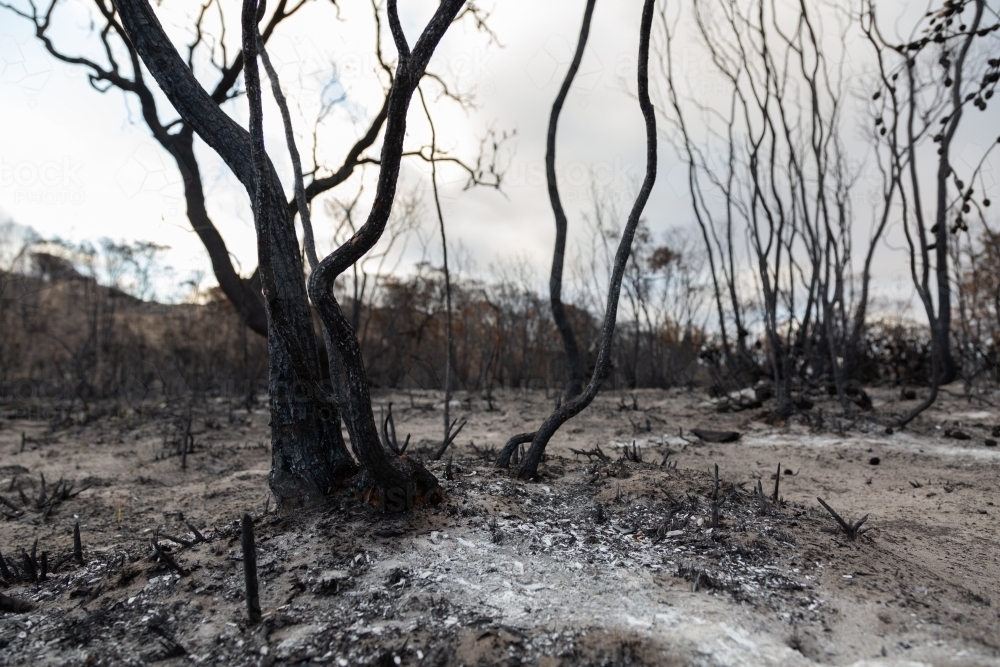 blackened branches and trees with ash on the ground after bushfire - Australian Stock Image