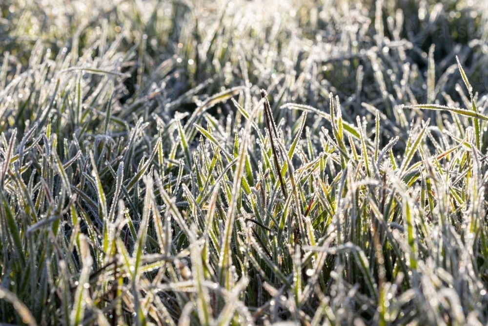 blades of grass covered in frost - Australian Stock Image