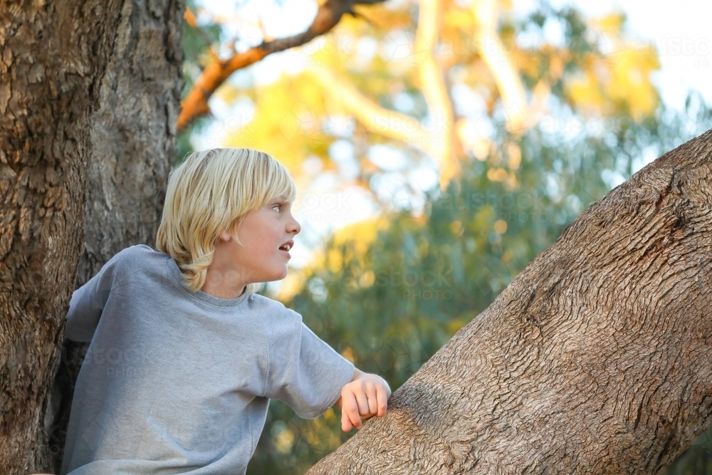 Blonde boy climbing large gum tree - Australian Stock Image