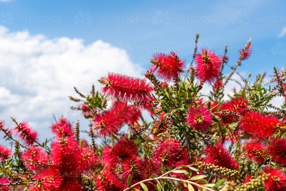 Blooming Callistemon australiana plant on blue sky background - Australian Stock Image