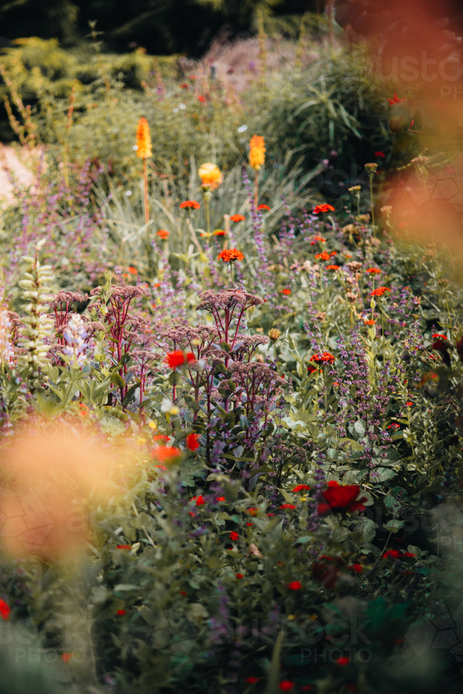 Blooming garden bursting with various flowers and plants - Australian Stock Image