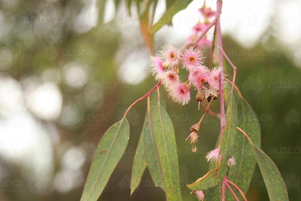 Blossoming pink eucalyptus gum tree branch - Australian Stock Image