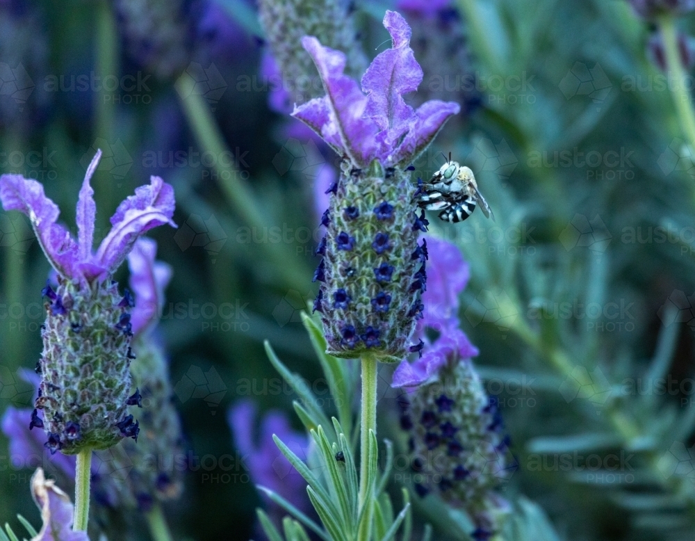 blue banded bee feeding on lavender flower - Australian Stock Image