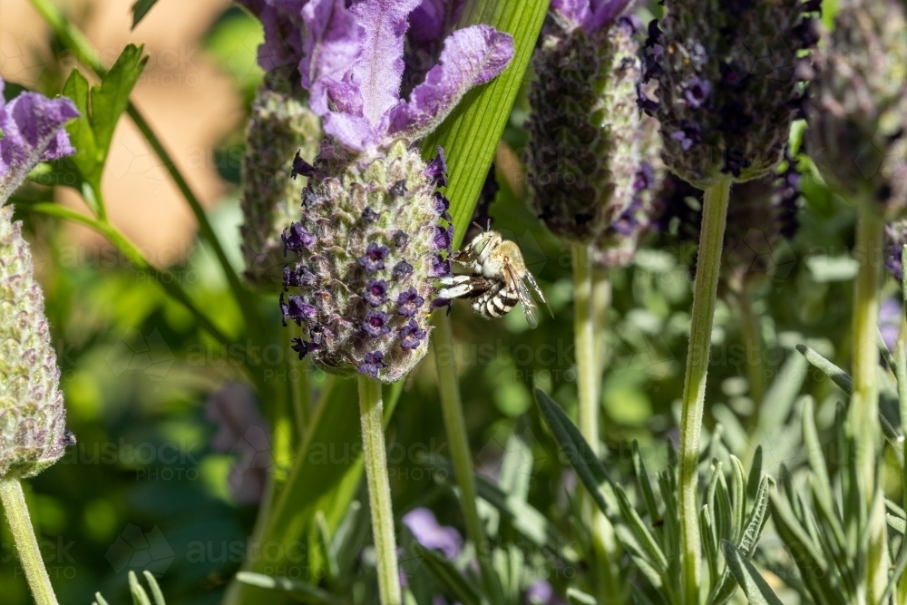 blue banded bee in lavender flowers - Australian Stock Image