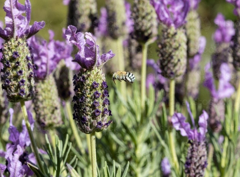 blue banded bee in lavender flowers - Australian Stock Image