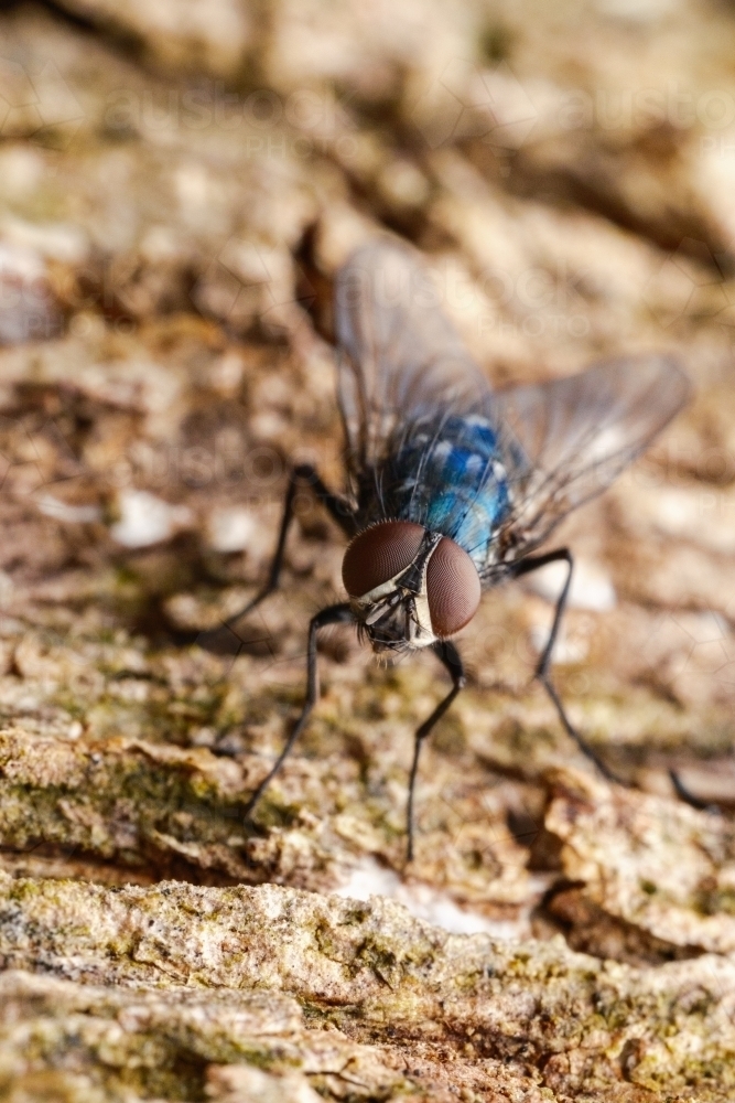 Blue Blow Fly - Australian Stock Image