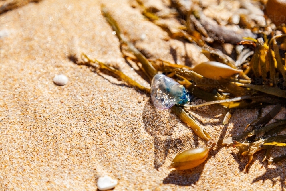 Blue bottle jellyfish and seaweed washed up on the beach - Australian Stock Image