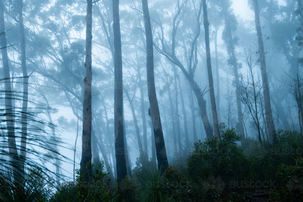 Blue foggy morning forest landscape scene - Australian Stock Image