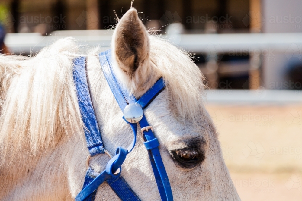 Blue halter and bridle on child's pony - Australian Stock Image