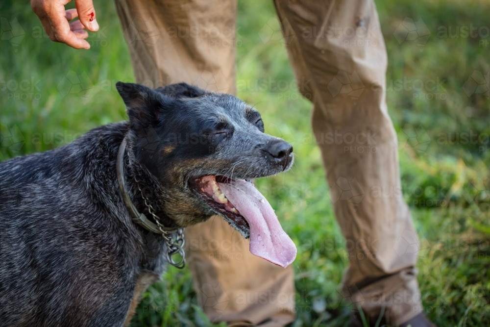 Blue Heeler cattle dog playing in the Australian bush with owner - Australian Stock Image