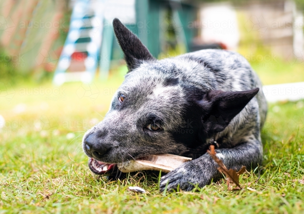 Bone best sale blue heeler