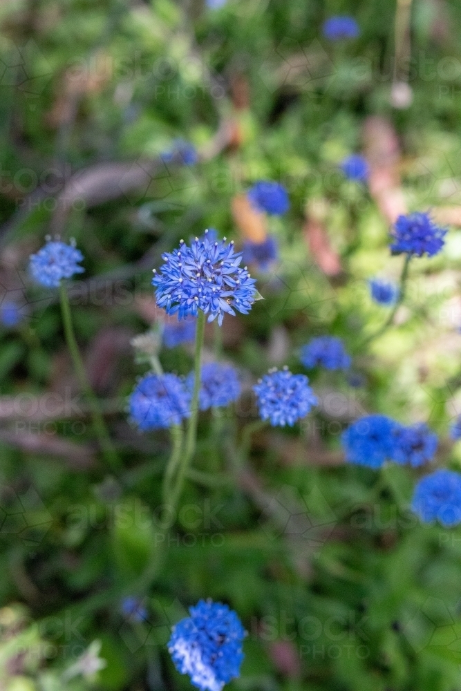 Blue pincushion flowers - Australian Stock Image