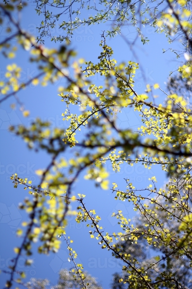 Blue sky beyond tree branch - Australian Stock Image