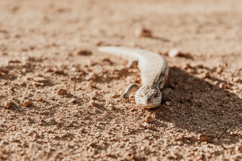 Blue Tongue Lizard on brown sandy earth in sunlight - Australian Stock Image