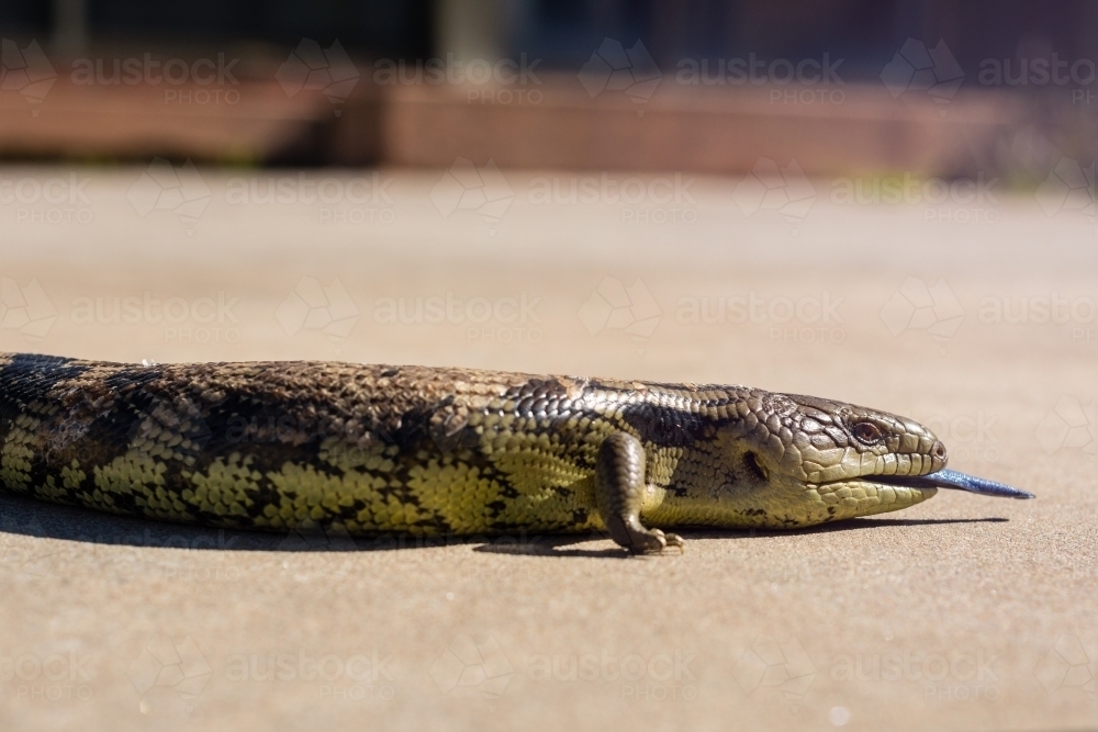 Blue tongued lizard basking on a concrete path - Australian Stock Image