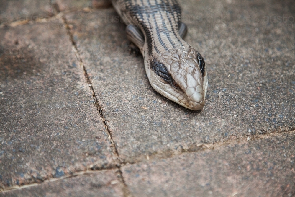 Blue tongued lizard lying on grey pavers outside - Australian Stock Image