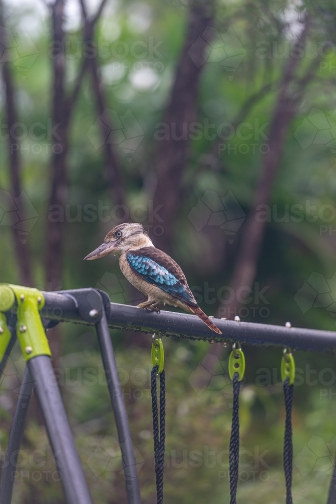 Blue Winged female Kookaburra - Australian Stock Image