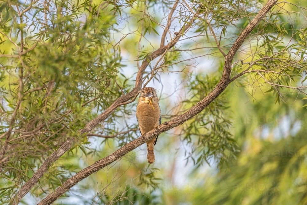 Blue Winged Kookaburra eating green tree frog - Australian Stock Image