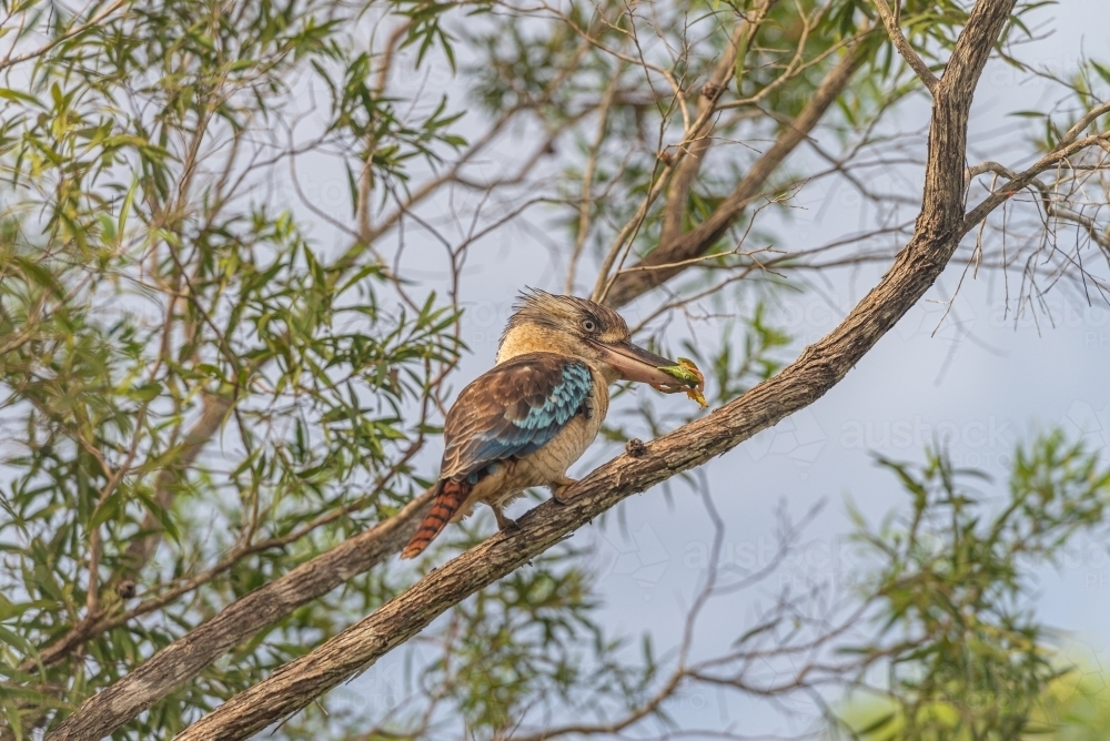 Blue Winged Kookaburra eating Green Tree frog - Australian Stock Image