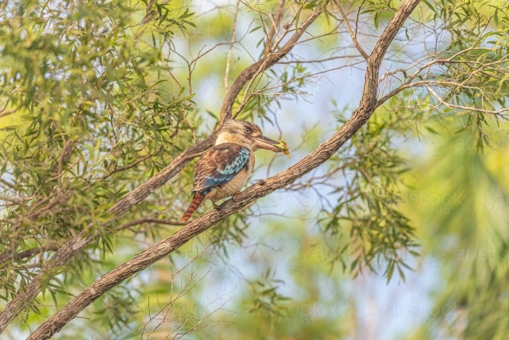 Blue Winged Kookaburra eating Green Tree frog - Australian Stock Image