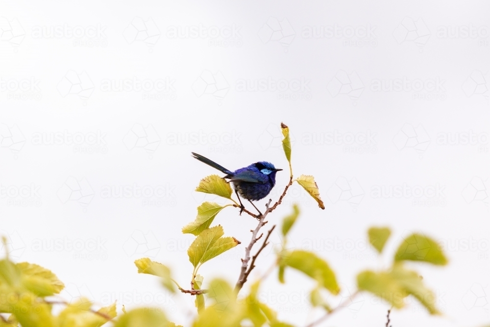 Blue wren resting on tree branch - Australian Stock Image