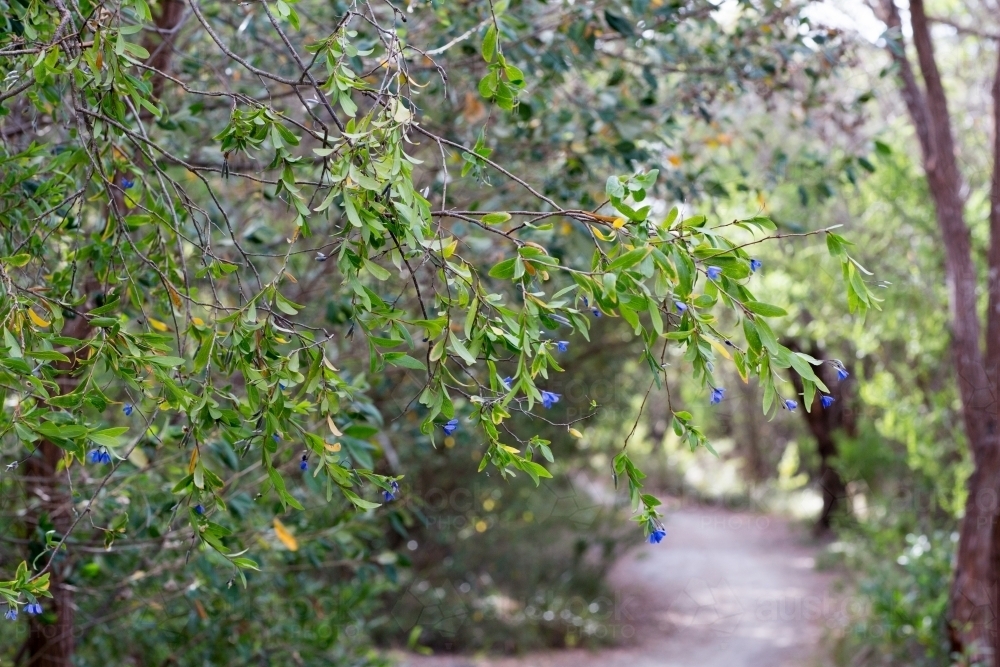 Bluebell creeper and path through bush - Australian Stock Image