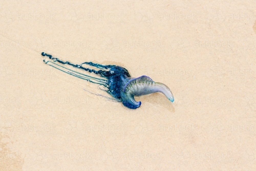 Bluebottle jellyfish washed up on sand - Australian Stock Image