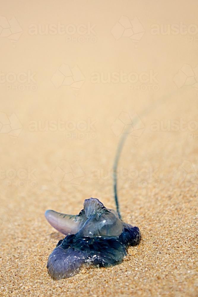 Bluebottles on the sand - Australian Stock Image