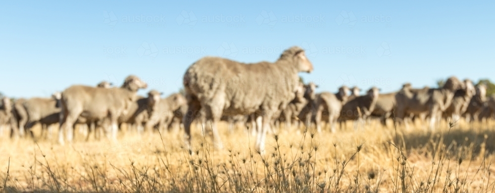 Blurred mob of sheep with grass in foreground - Australian Stock Image