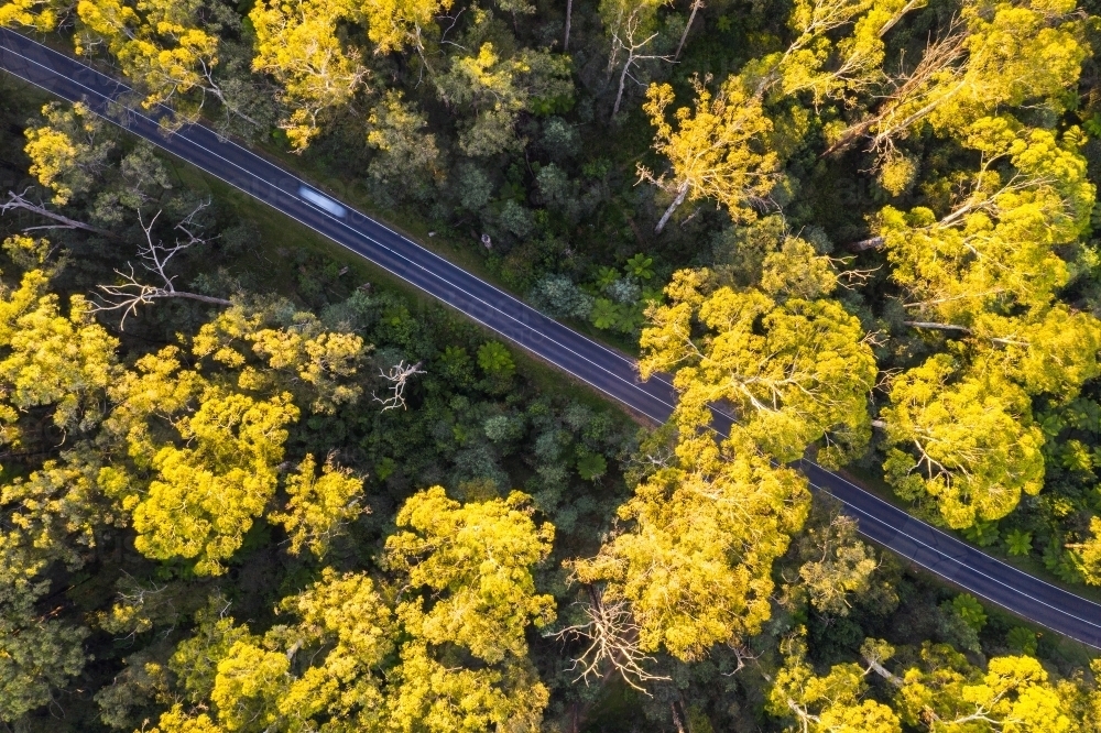 Blurred vehicle on road in native eucalyptus forest - Australian Stock Image