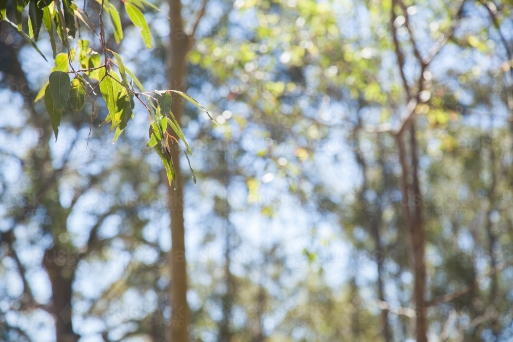 Bokeh out of focus gum tree bushland background - Australian Stock Image