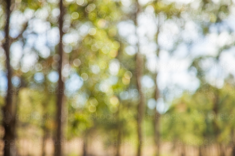 Bokeh out of focus gum tree bushland background - Australian Stock Image