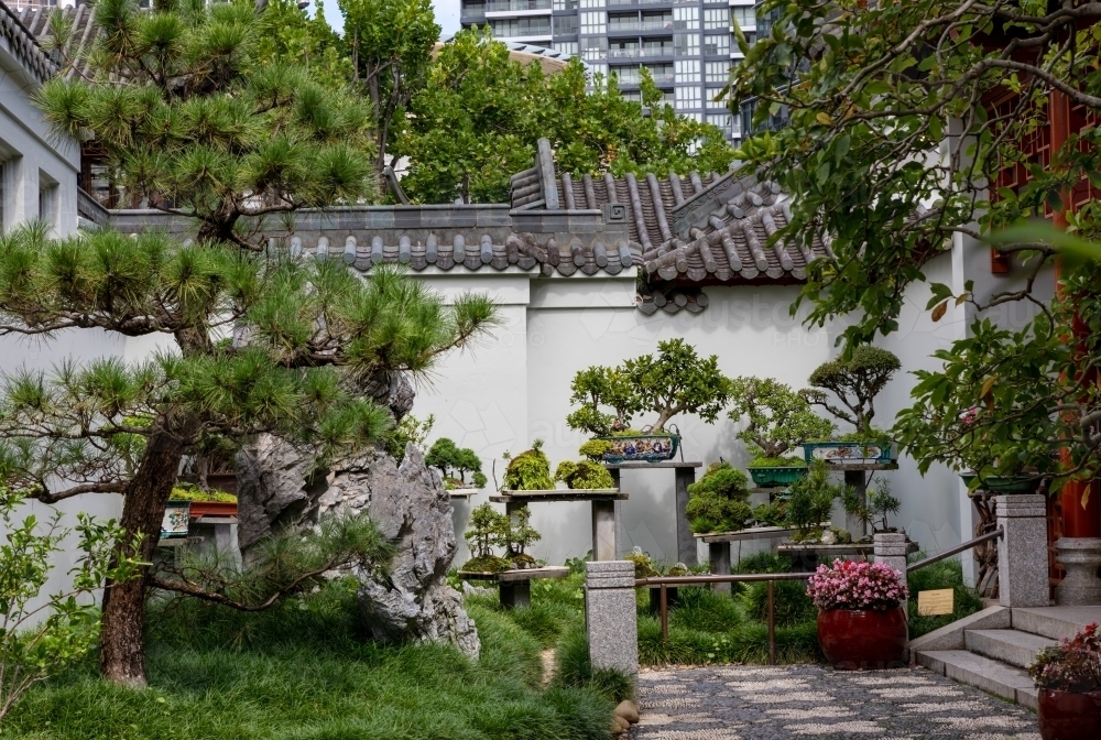 bonsai courtyard with high rise buildings in background - Australian Stock Image