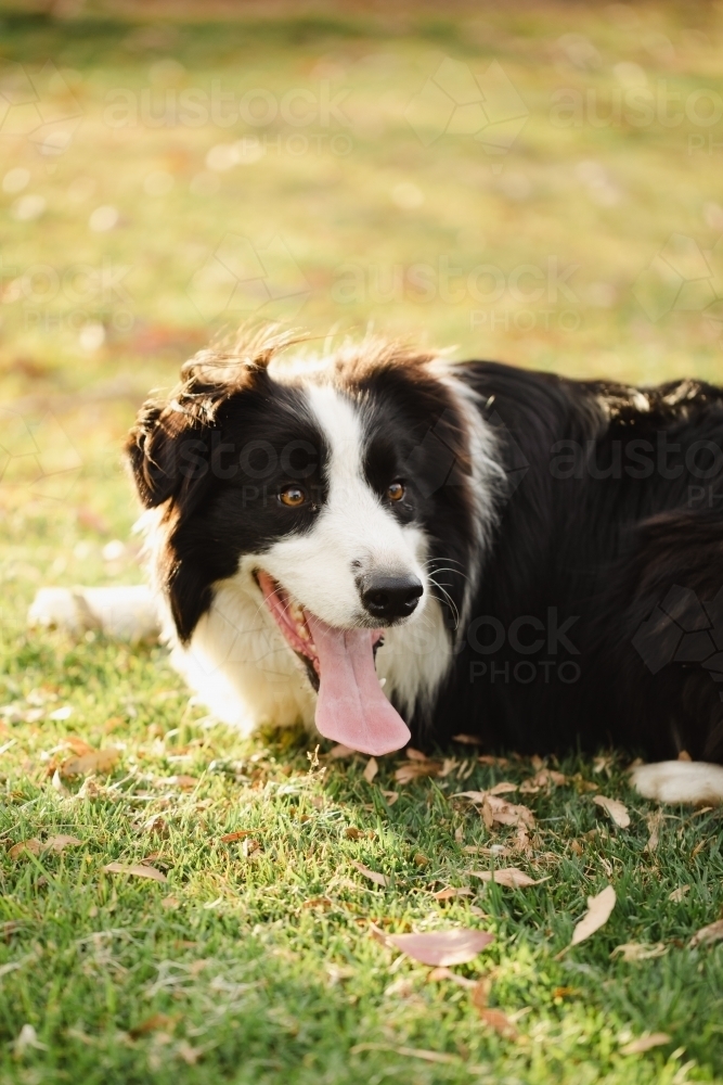 Border Collie breed dog relaxing on grass at the park - Australian Stock Image