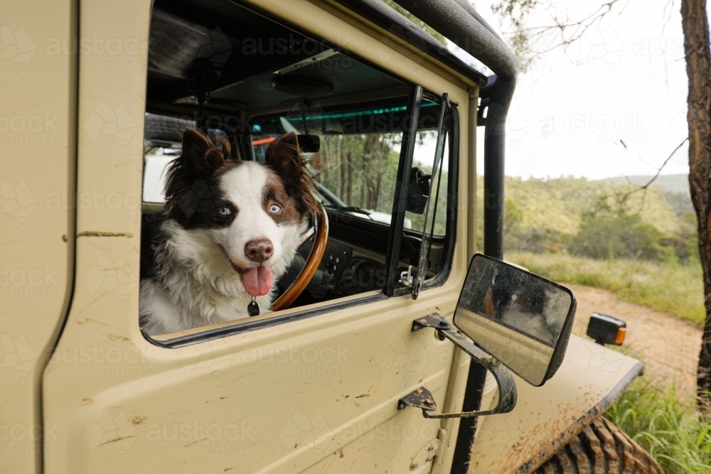 Border Collie dog in drivers seat of a four wheel drive - Australian Stock Image