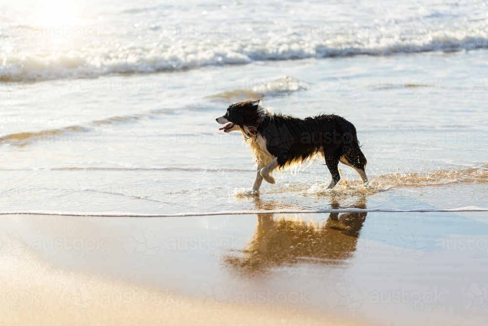 Border-collie dog in the water on the beach - Australian Stock Image