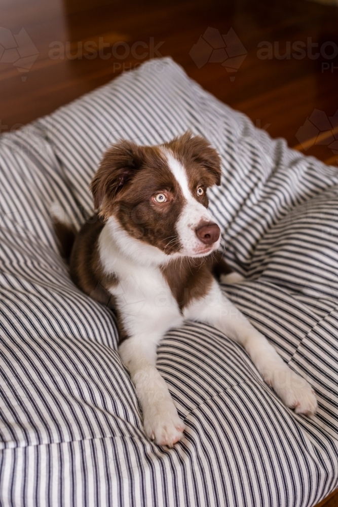border collie dog on a bean bag - Australian Stock Image