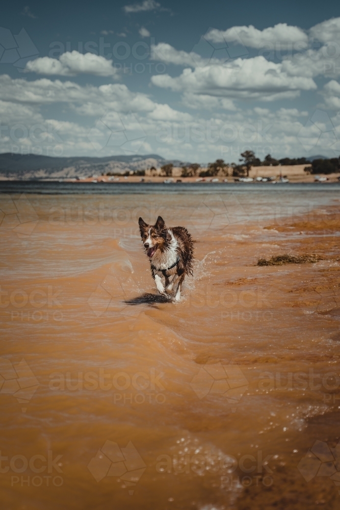 Border Collie dog playing at the waters edge at Lake Hume - Australian Stock Image