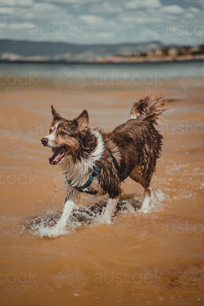 Border Collie dog playing at the waters edge at Lake Hume - Australian Stock Image